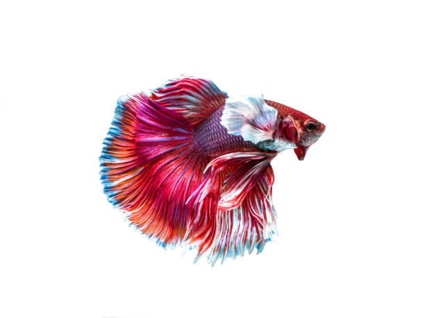 Fighting fish "Fancy Halfmoon Betta", Beautiful of siam betta fish in thailand. isolated on white background. Fighting fish "Fancy Halfmoon Betta", Beautiful of siam betta fish in thailand. isolated on white background. white halfmoon betta splendens fish stock pictures, royalty-free photos & images