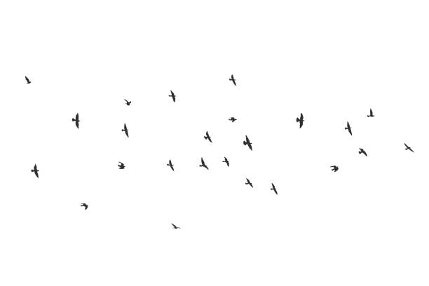 istock silhouette of a flock of flying birds 1161412811