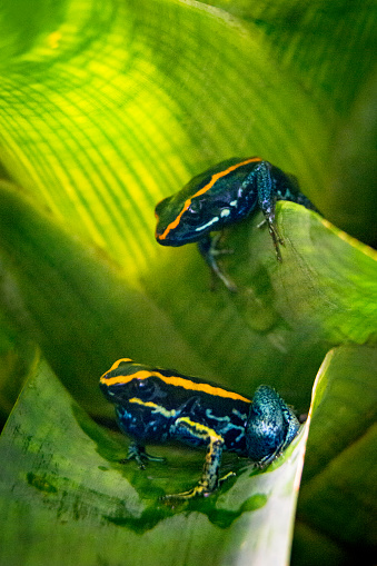 Close up of two Golfodulcean poison frog on leaves - dart frog species endemic to Costa Rica.