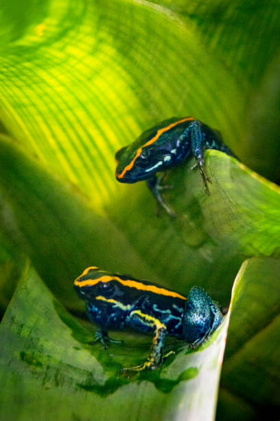 Two Poison Arrow Frogs Close up of two Golfodulcean poison frog on leaves - dart frog species endemic to Costa Rica. poison arrow frog photos stock pictures, royalty-free photos & images