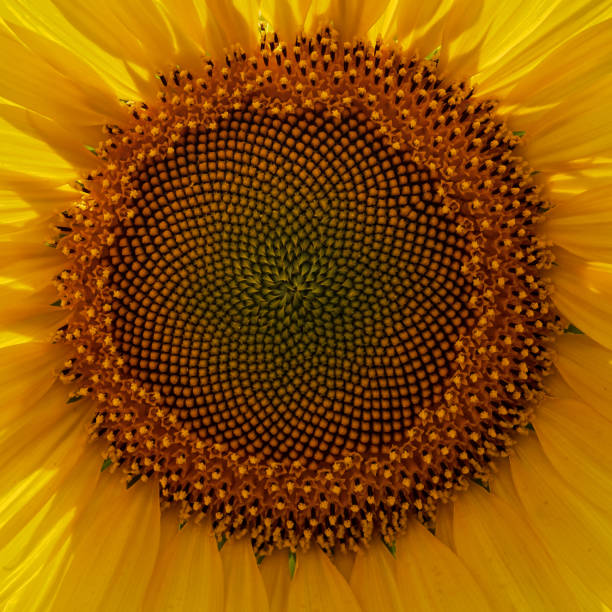 istock sunflowers are blooming on the field 1161413938