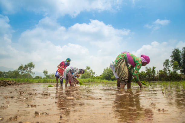Group of Indian village farmers working in a paddy field Indian farmer planting rice seedlings in the rice paddy field. india poverty stock pictures, royalty-free photos & images