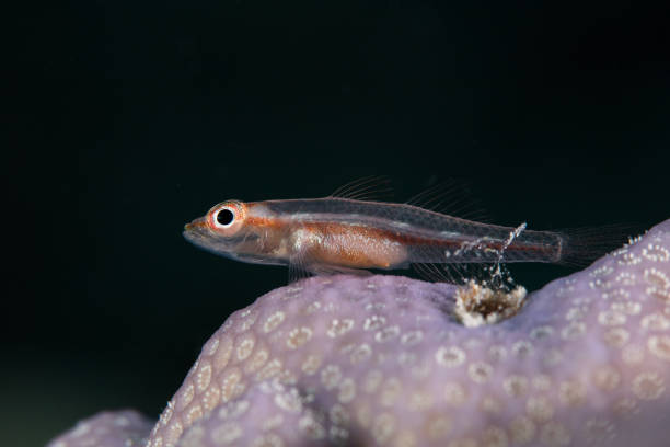 istock Macro photo of a Common ghostgoby 1161414968
