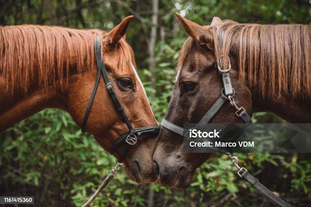 Were All Looking For Our Mate In This Life Stock Photo - Download Image Now  - Horse, Animals Mating, Face To Face - iStock