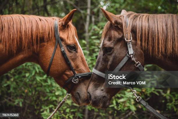 Were All Looking For Our Mate In This Life Stock Photo - Download Image Now - Horse, Animals Mating, Face To Face - iStock Were All Looking For Our Mate In This Life Stock Photo - Download Image Now - Horse, Animals Mating, Face To Face - iStock