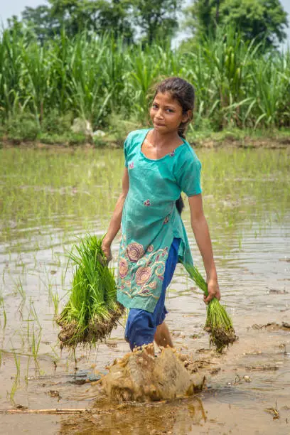 Photo of Young Indian girl working in a rice field