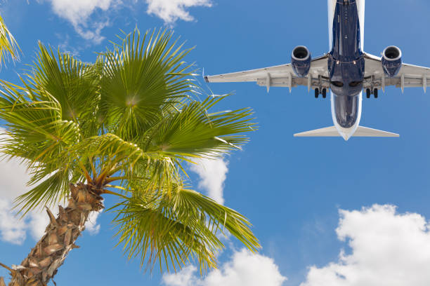 bottom view of passenger airplane flying over tropical palm trees - entering airplane imagens e fotografias de stock