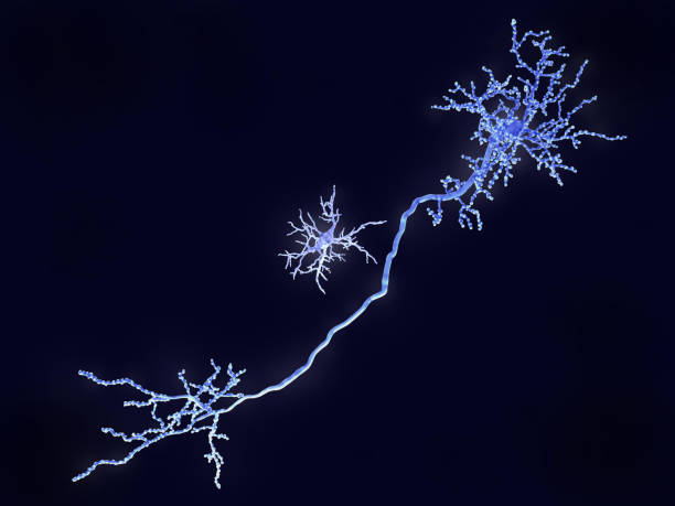마이크로글리아 세포 및 피라미드 뉴런 - 마이크로글리아 뉴스 사진 이미지