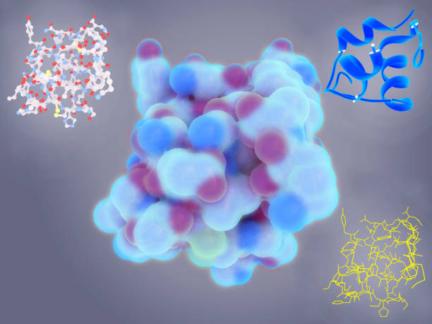 istock Insulin molecule in 4 display styles: ball and stick, ribbon, line and moleuclar surface 1161416486