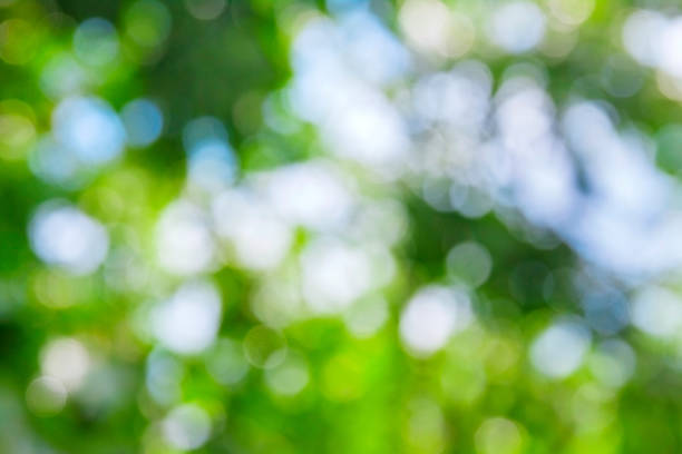 istock Green blurred abstract bokeh background, background for ecology concepts 1161416520