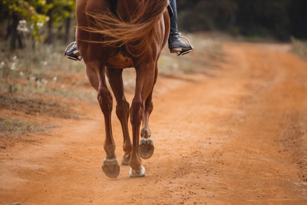 istock These hooves were made for trotting 1161416613