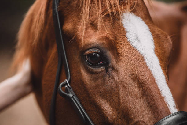 Beautiful brown horse close up. Horse in nature. Horse head portrait