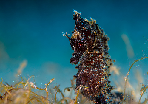 Male hippocampus guttulatus carrying babies, underwater macro shot.