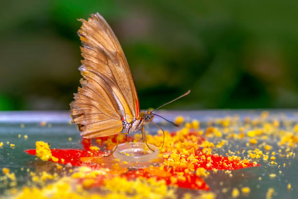 istock Various butterflies feed in the Butterfly House 1161417933