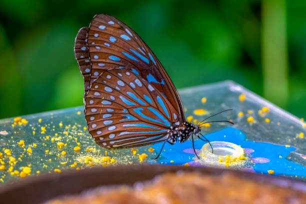 istock Various butterflies feed in the Butterfly House 1161418368