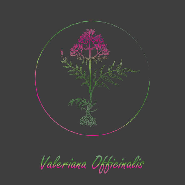 ilustrações de stock, clip art, desenhos animados e ícones de valeriana plant colored with gradient with frame - make up make up brush black background cosmetics