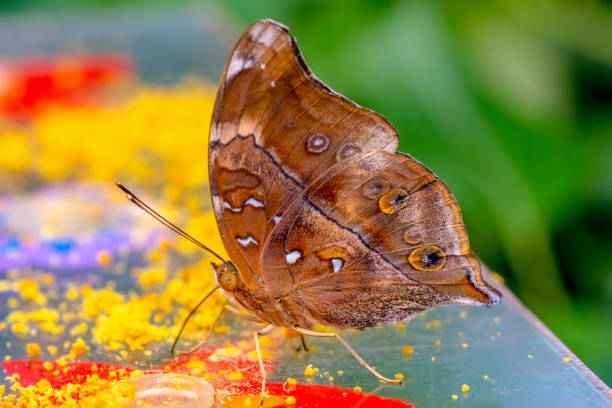 istock Various butterflies feed in the Butterfly House 1161418503