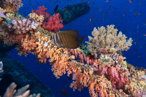 Sailfin Tang Sailfin Tang (Zebrasoma desjardinii) fish swimming over a colorful coral covered wreck. sailfin tang zebrasoma veliferum zebrasoma desjardinii stock pictures, royalty-free photos & images