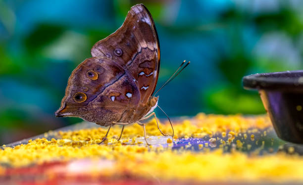 istock Various butterflies feed in the Butterfly House 1161419264