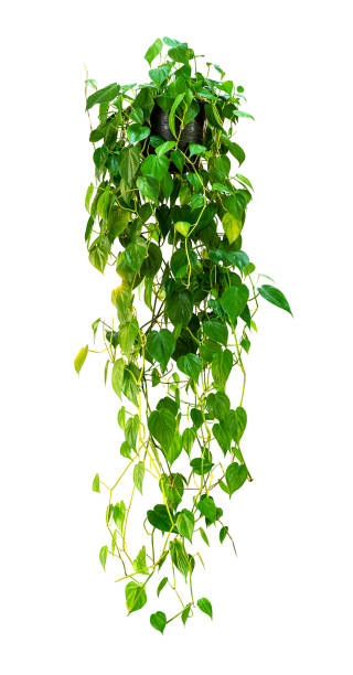 houseplant de suspensão isolado - climbing ivy - fotografias e filmes do acervo