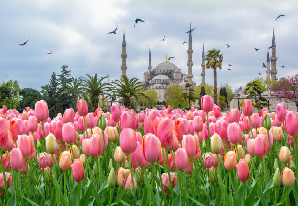 The Blue Mosque, (Sultanahmet Camii) with pink tulips, Istanbul, Turkey stock photo