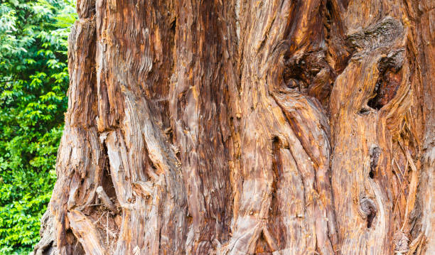 cận cảnh một sequoia bức ảnh sẵn có