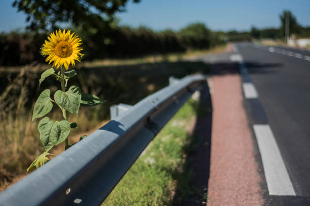 istock Sunflower behind a crash cushion by a road. 1161421065