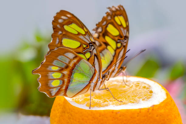 istock Various butterflies feed in the Butterfly House 1161421090