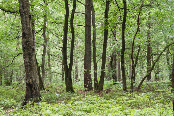 istock Paimpont forest in Brittany, France, 1161421734
