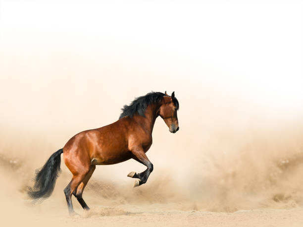 istock Wild horse in prairies 1161423315