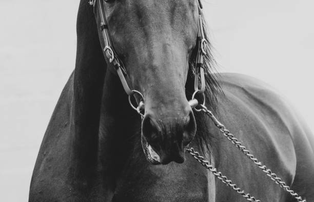 istock Horse nose in bridle 1161423316