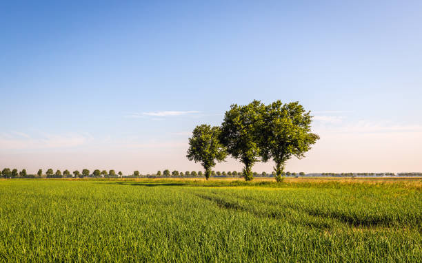 Large field with small onion plants. In the background three trees stand out against the bright blue sky. The photo was taken on a summer morning near the village of Werkendam, Altena, North Brabant.