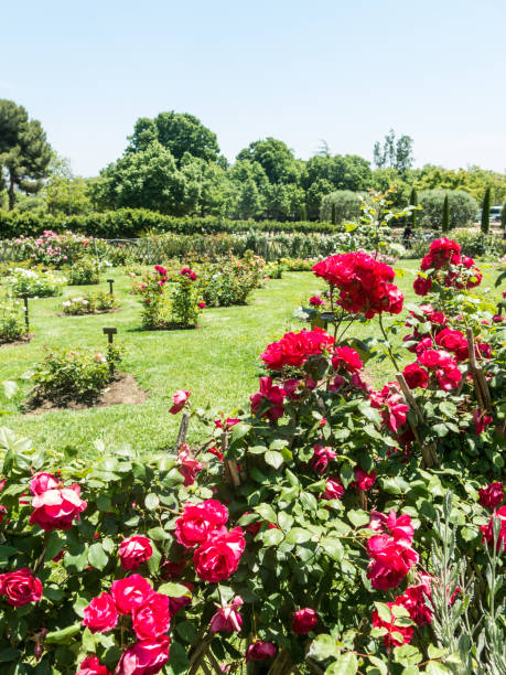 istock the Park Cervantes, rose garden, Barcelona. 1161424006
