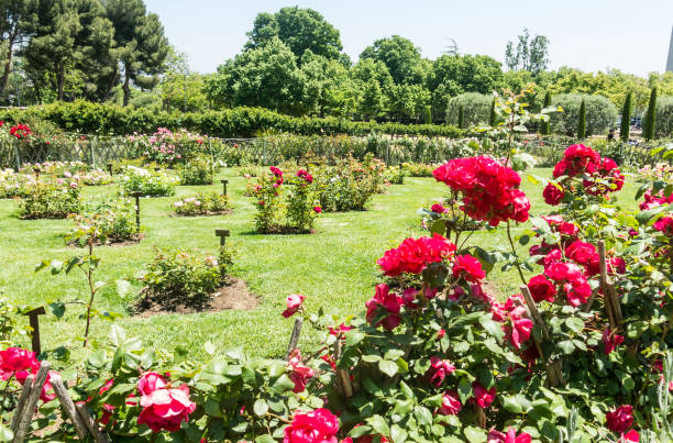 istock the Park Cervantes, rose garden, Barcelona. 1161424019