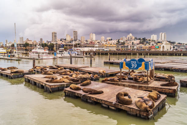 istock Pier 39 sea lions and San Francisco skyline 1161424116