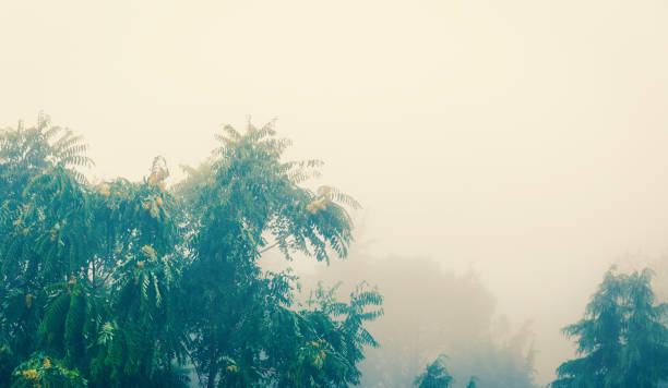 Summer bad weather, trees in the fog