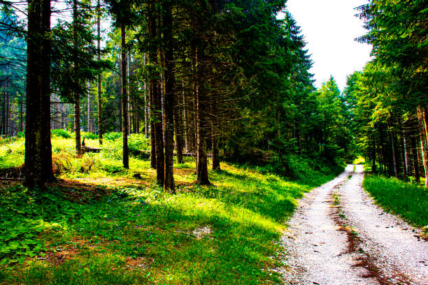 istock mule track among the Asiago pines 1161424485