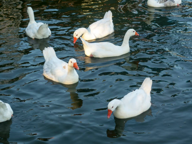 istock white goose bird swims in pond 1161425938