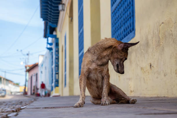 istock Sad Homeless Dog in Cuba 1161426368