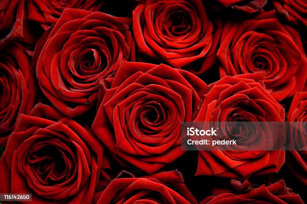 Rojo Love Foto de stock y más banco de imágenes de Rojo - Rojo, Rosa - Flor, Bed Of Roses - refrán en inglés