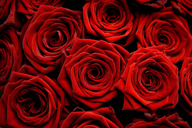 Red love Red big roses bed of roses stock pictures, royalty-free photos & images