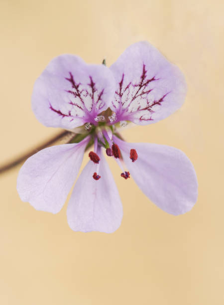 istock Erodium cheilanthifolium wild mountain geranium with a delicate purple-pink color on a green background, diffused and light filtered 1161427675