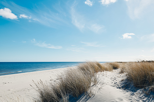 Marram grass at the beautiful beach near the coastline of the blue sea in northern Denmark.