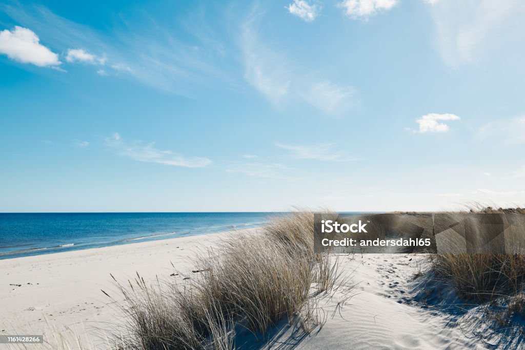 Marram grass at the beautiful beach near the coastline of the blue sea in northern Denmark. Beach Stock Photo