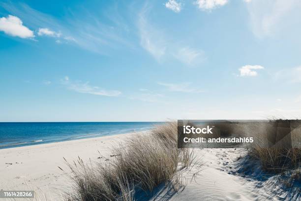 Marram Grass At The Beautiful Beach Near The Coastline Of The Blue Sea In Northern Denmark Stock Photo - Download Image Now