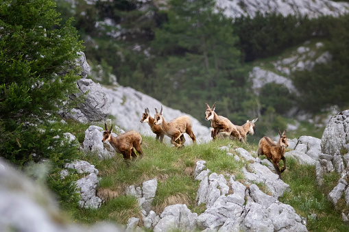 Mountain goat standing on narrow rock outcrop