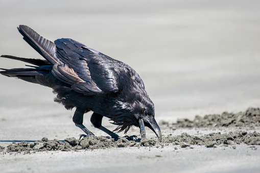 A giant black crow digs in the sand at the beach for a worm