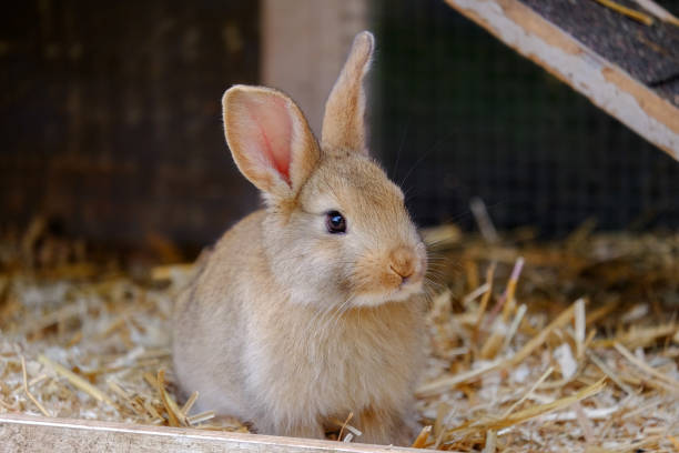 istock Little beige rabbit sitting in a farm. 1161430437