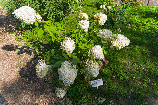Blooming panicled hydrangea (Hydrangea paniculata) of the Phantom species. Sunny day in early September.