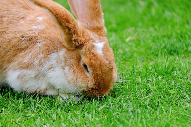 istock Fluffy rabbit with white and red fur in the grass. 1161431863